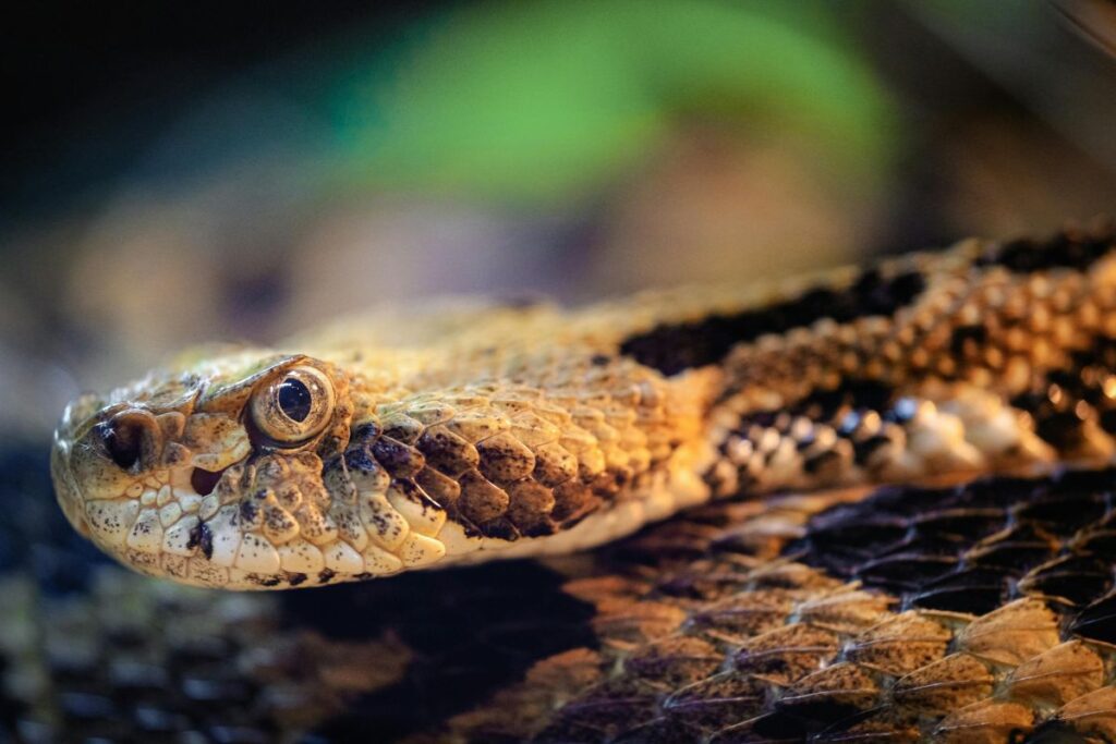 Western Diamondback Rattlesnakes Snake in Arizona