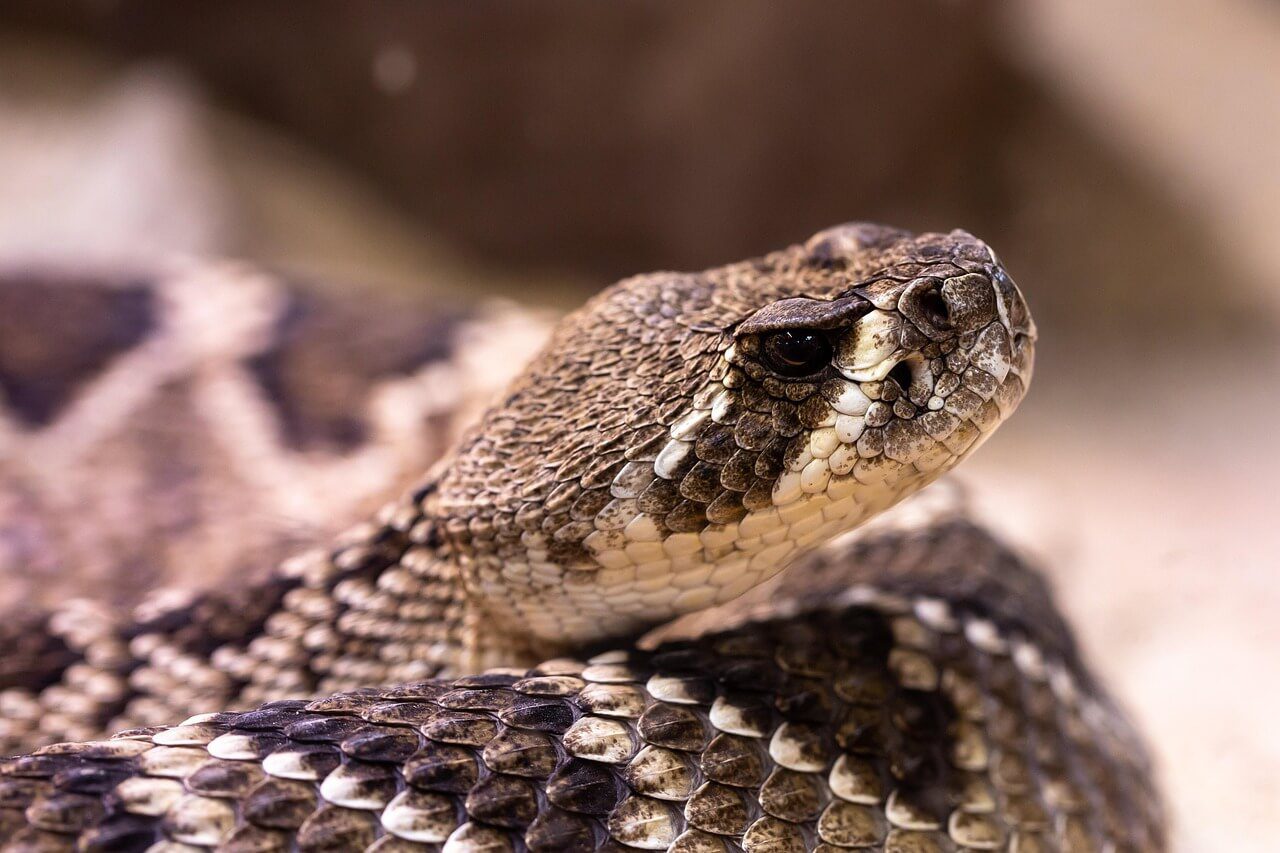 western-diamondback-rattlesnake-in-arizona