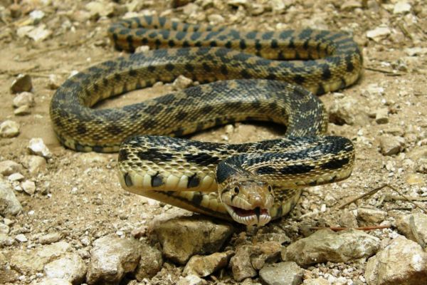 Gopher snake