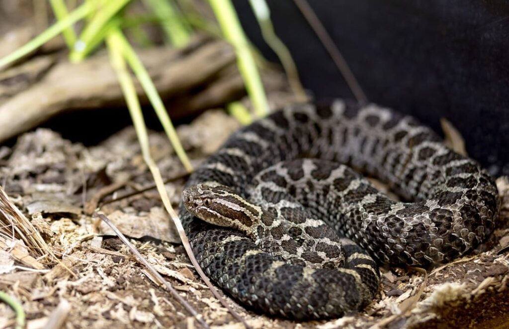 Keep Snakes Away Arizona rattle snake