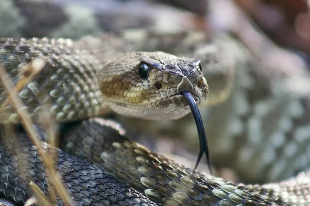Mojave rattlesnake in Arizona desert with greenish color and warning posture