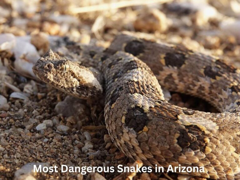 Most Dangerous Snakes in Arizona desert habitat