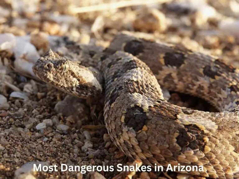Most Dangerous Snakes in Arizona desert habitat