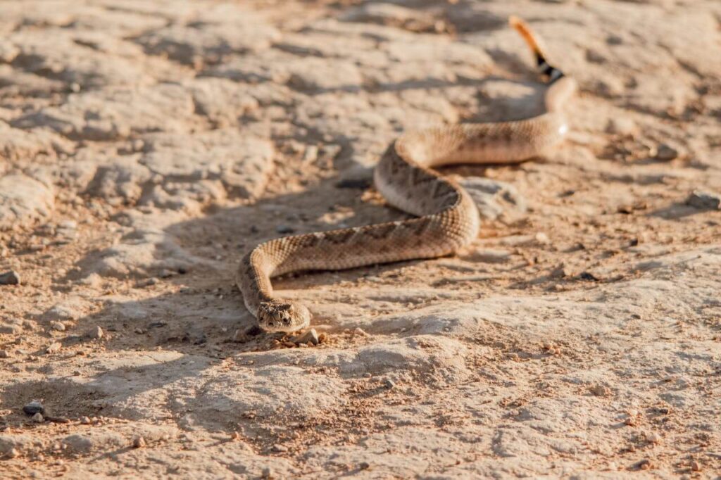 Sidewinder rattlesnake moving across sand snakes in Phoenix Arizona desert