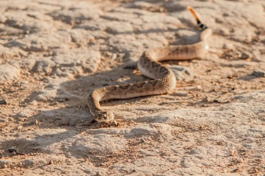 Sidewinder rattlesnake moving across sand snakes in Phoenix Arizona desert
