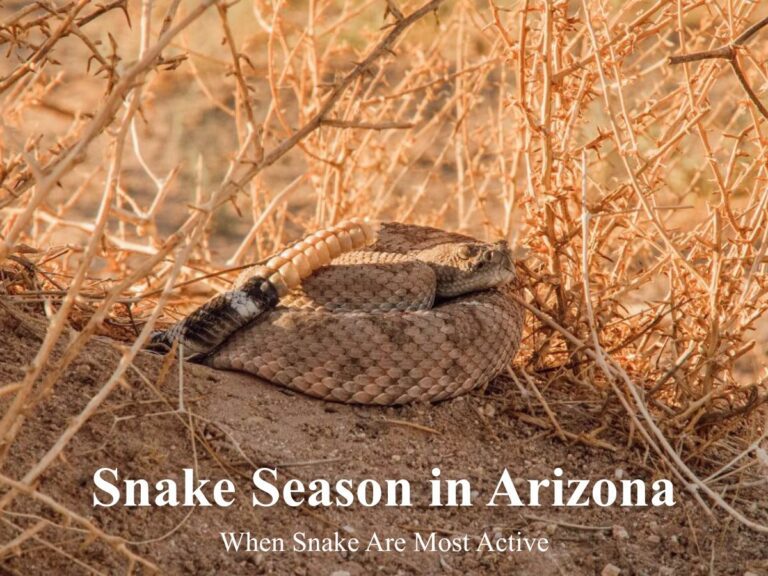 Snake in arizona desert during peak snake season activity