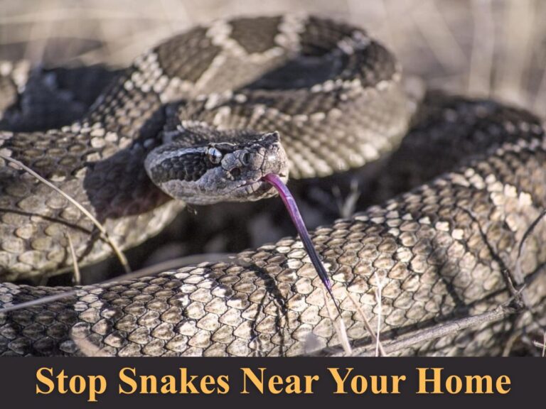 Rattlesnake in warning position at arizona