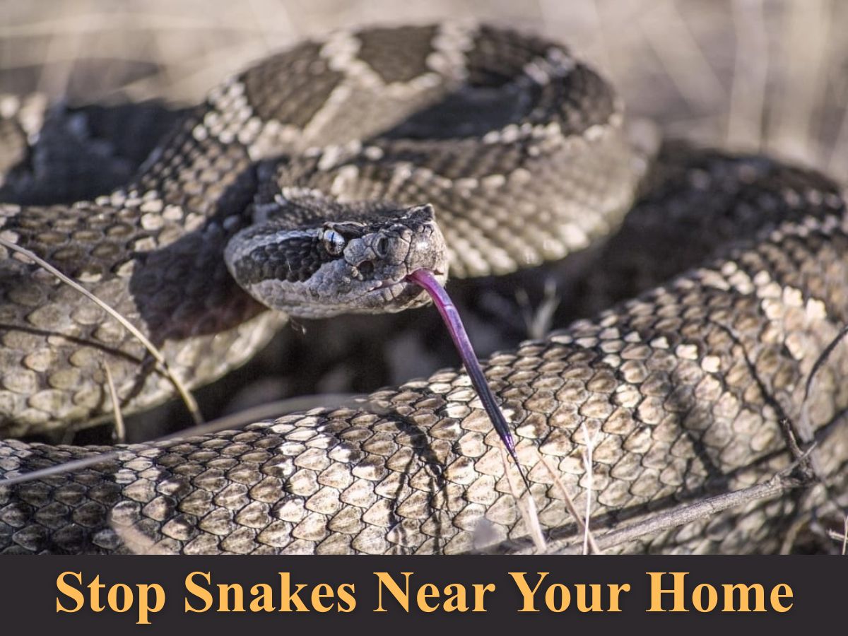 Rattlesnake in warning position at arizona