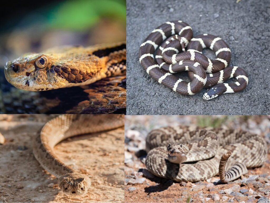 arizona Most Dangerous Snakes 2026.jpg