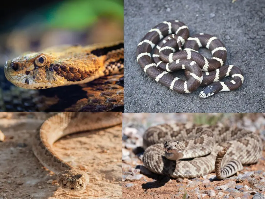 arizona Most Dangerous Snakes 2026.jpg