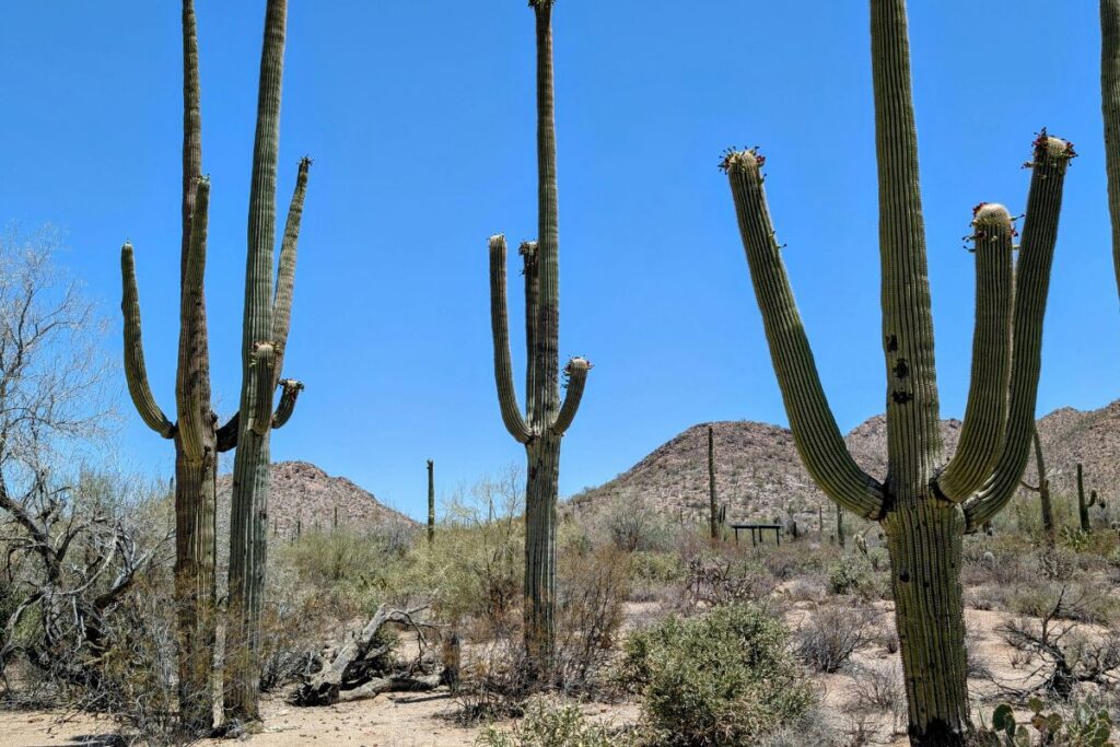 Hiking trail in Arizona desert where snake encounters are common