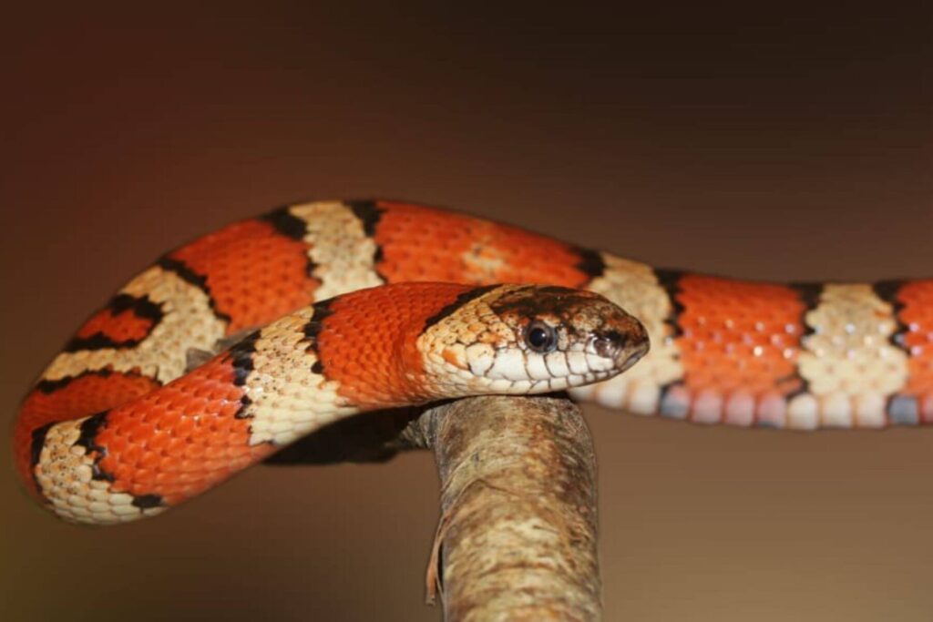 king snake on wooden in arizona natural