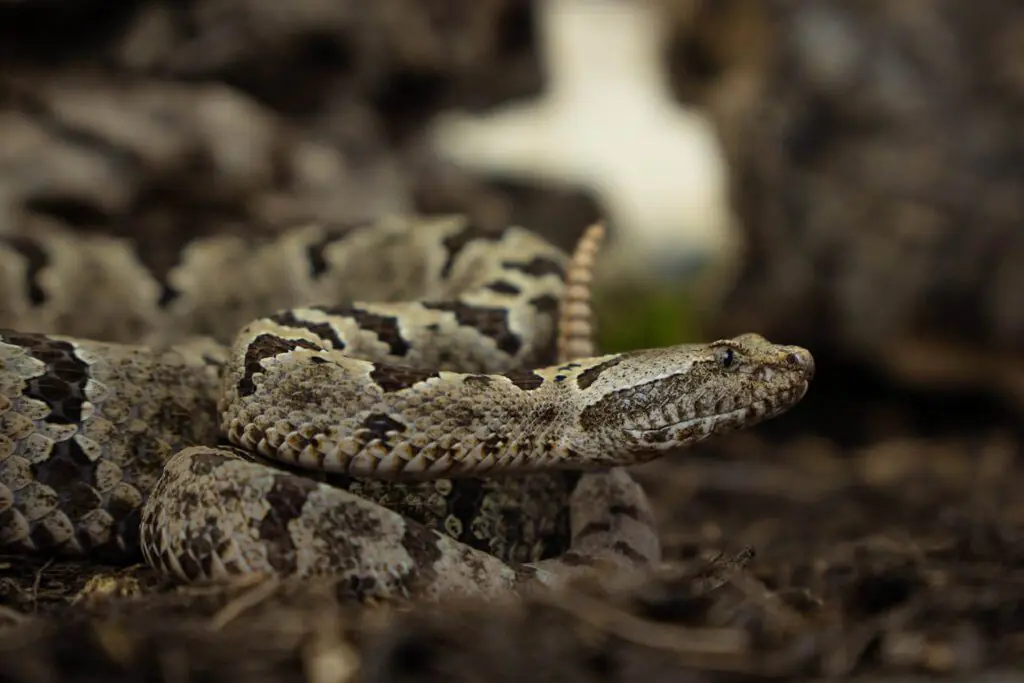 Venomous Snakes in Arizona, Close up of Arizona rattlesnake showing triangular head and heat sensing pits