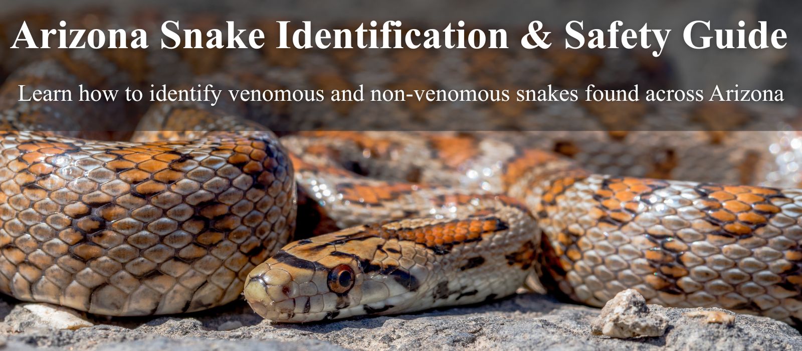 Arizona desert snake resting on rocks used for snake identification guide