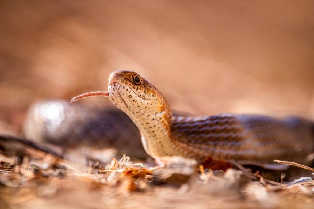 Close-up of coachwhip snake showing smooth scales and long body