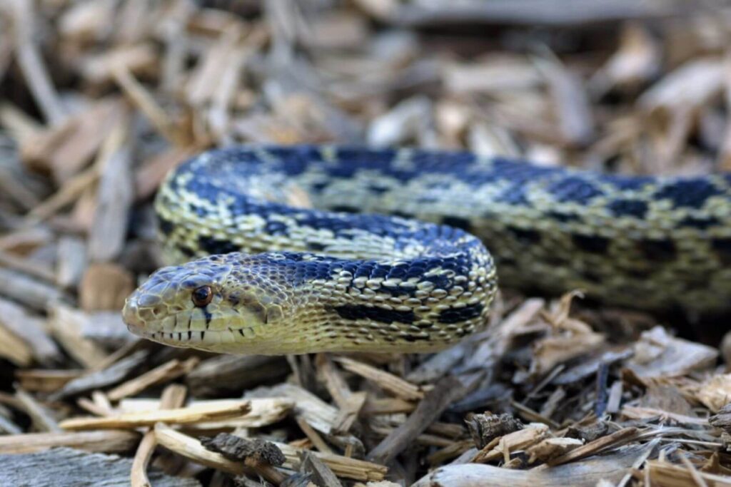 Gopher snake on wooden habitat in arizona resting