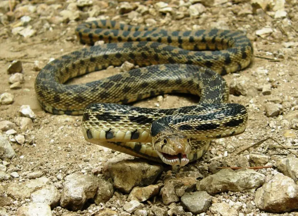 Non venomous gopher snake found in Phoenix Arizona often mistaken for rattlesnake