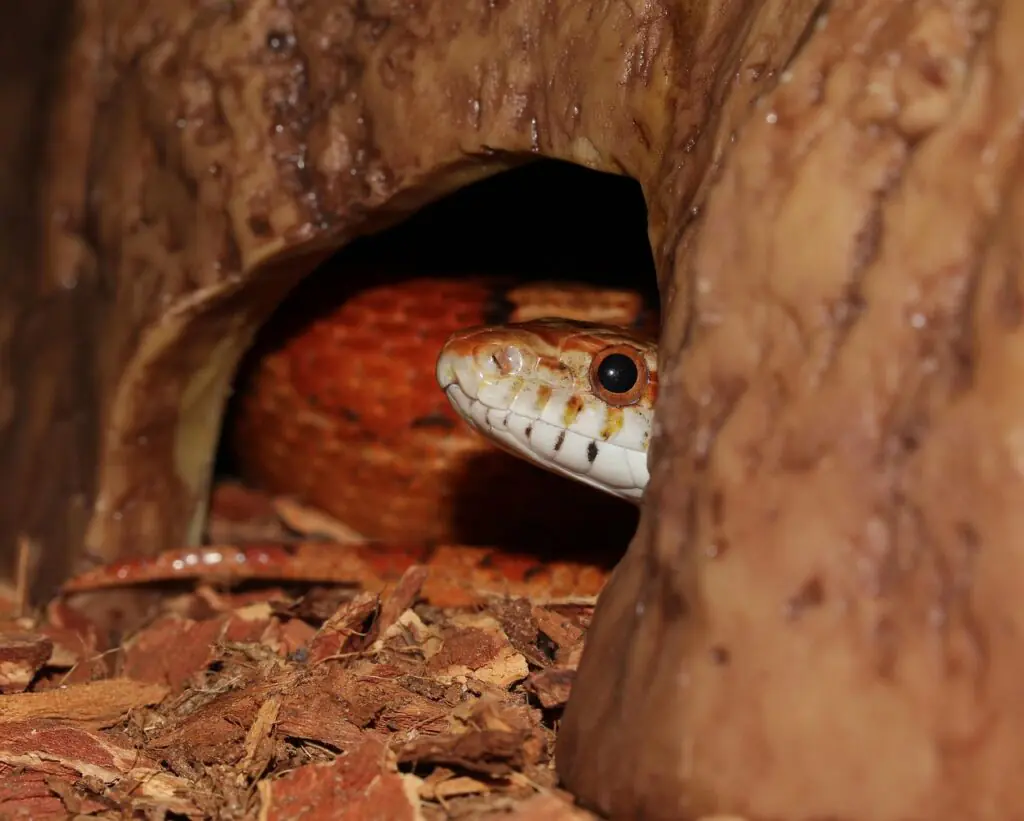 keep your yard clean snake never come