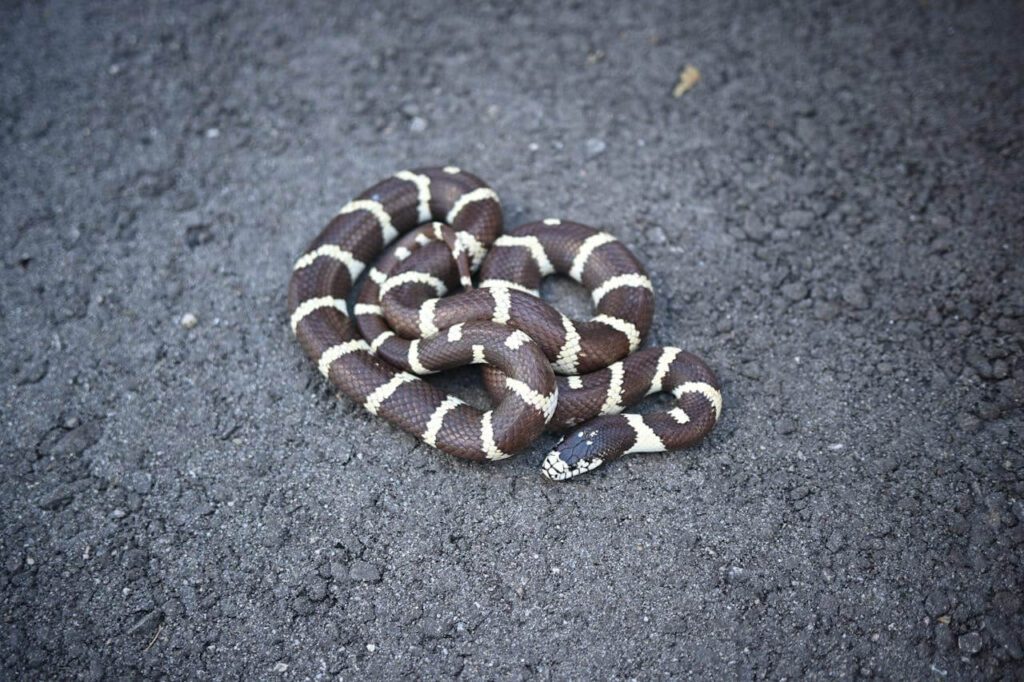 Kingsnake in Arizona with black and white bands commonly seen near homes