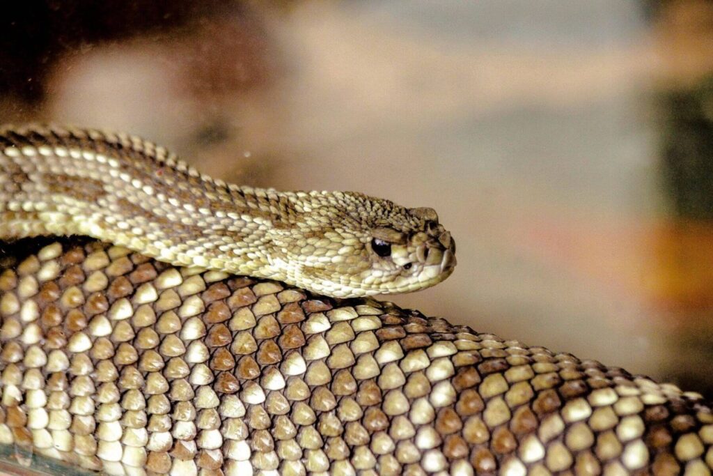 look with shark eyes mojave rattlesnake desert habitat arizona