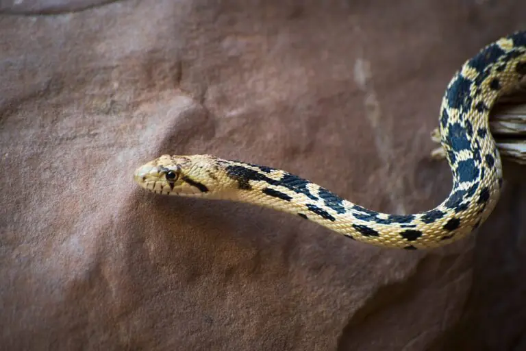 Non-venomous snake in Arizona desert habitat close view