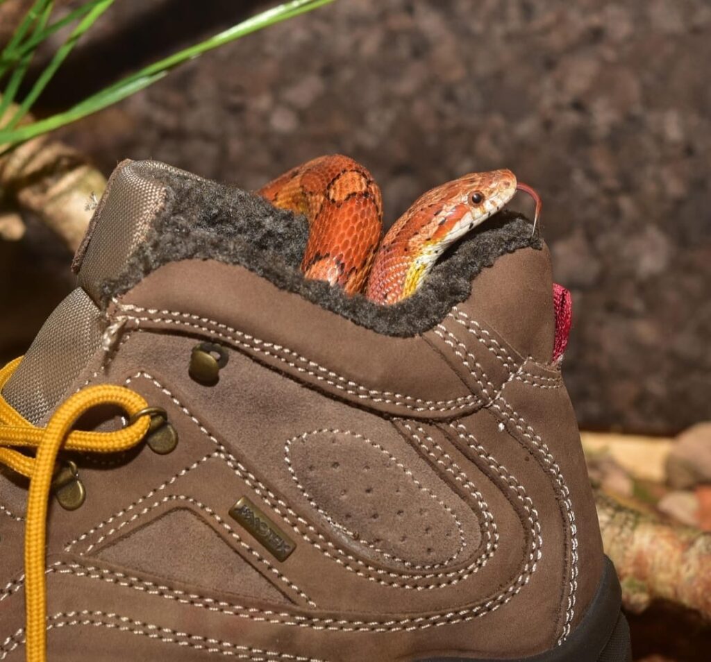 snake under shoe dont keep your shoe outdoor