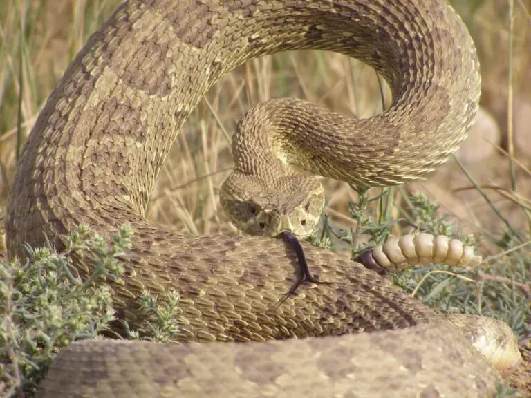 Rattlesnake in Arizona displaying warning behavior with raised head
