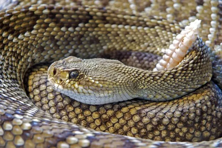 Western Diamondback rattlesnake in Arizona desert landscape- Venomous Snakes in Arizona