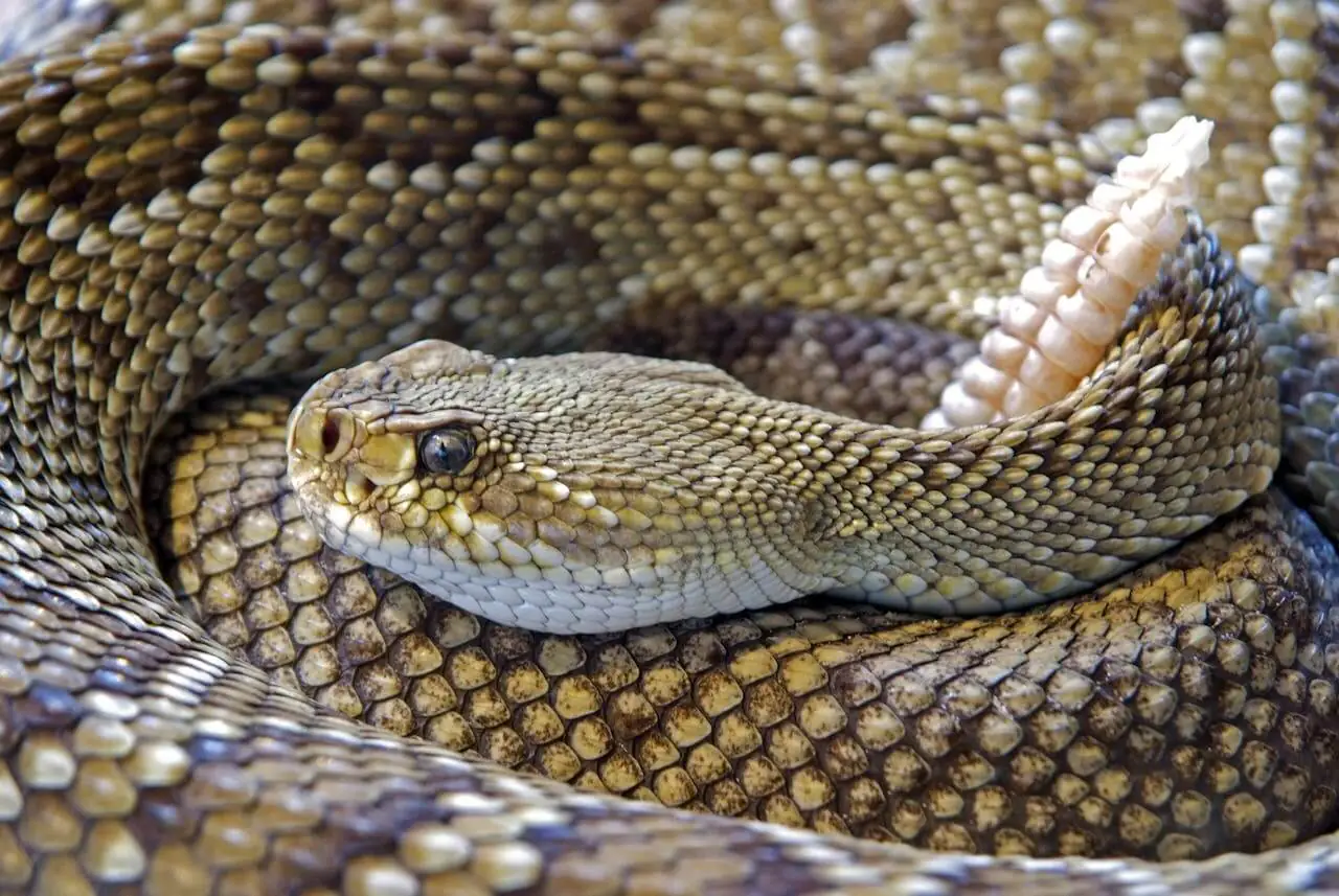 Western Diamondback rattlesnake in Arizona desert landscape- Venomous Snakes in Arizona