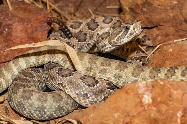 western diamondback rattlesnake (2)