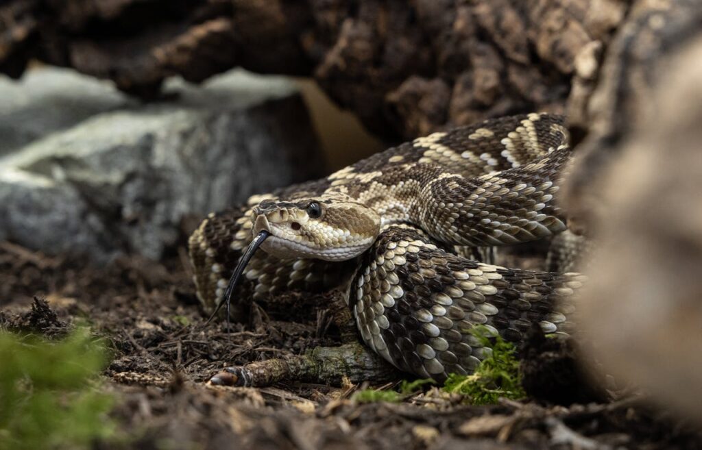 Western Diamondback Rattlesnake in Arizona desert habitat closeup tounge