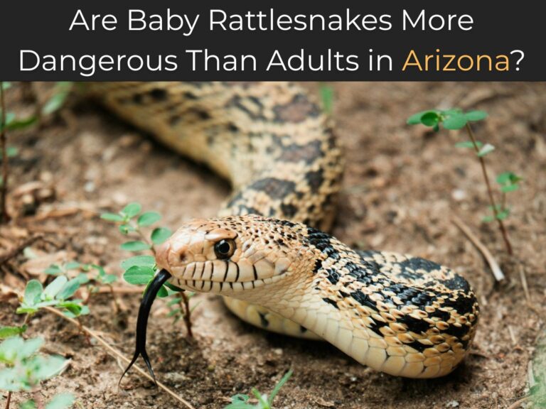 Are Baby Rattlesnakes More Dangerous Than Adults in Arizona?