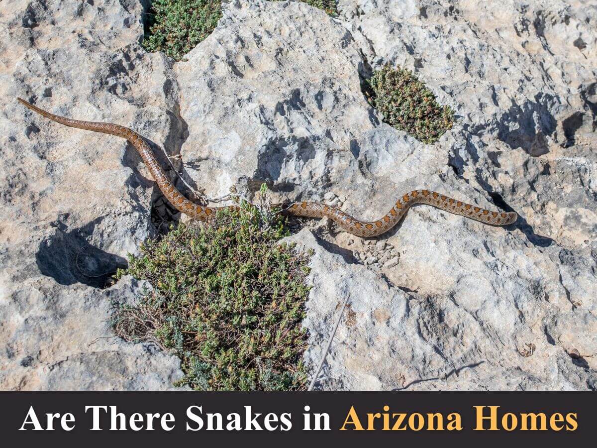 rattle snake in near arizona homes on rock