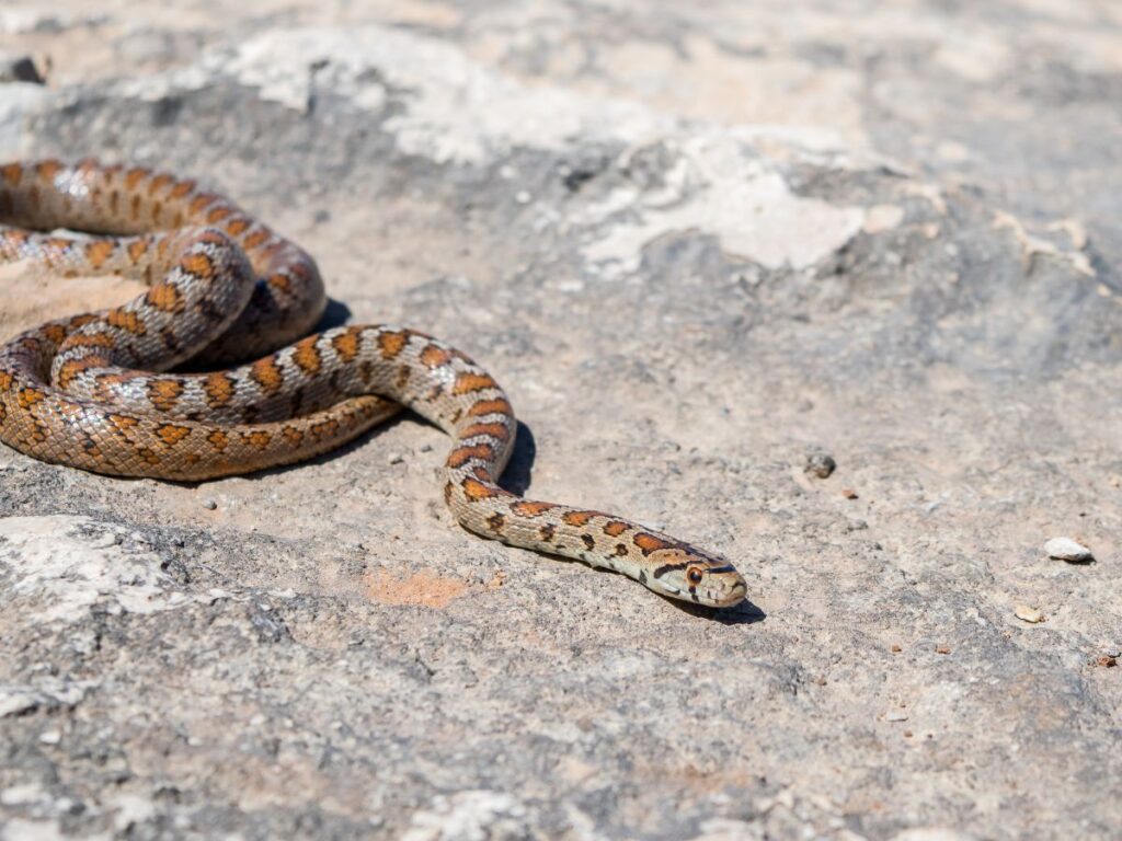 Are There Snakes in Arizona Homes