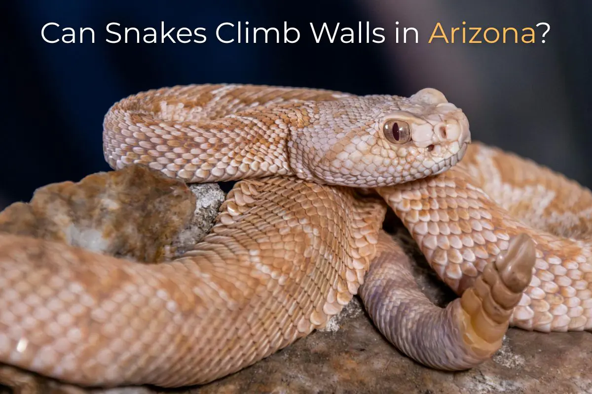 Can Snakes Climb Walls in Arizona?