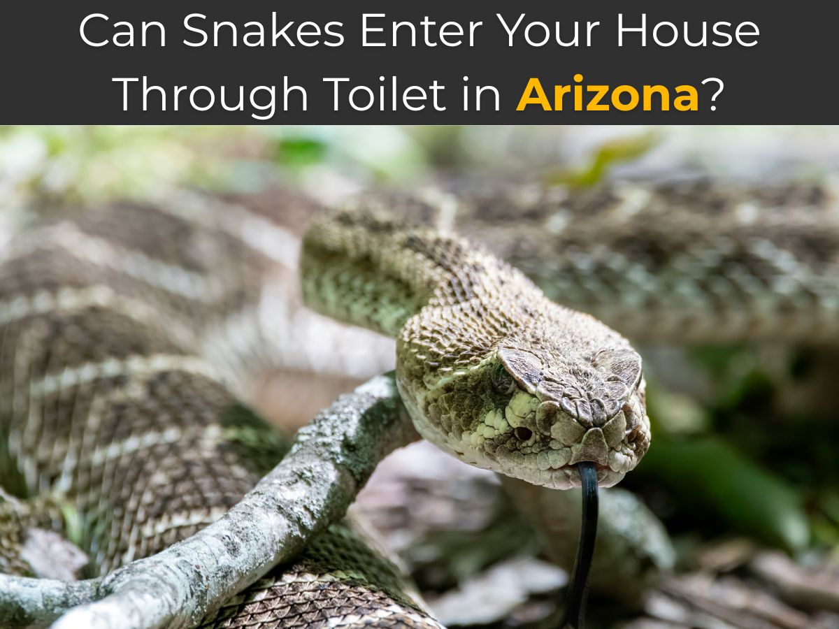Can Snakes Enter Your House Through Toilet in Arizona?
