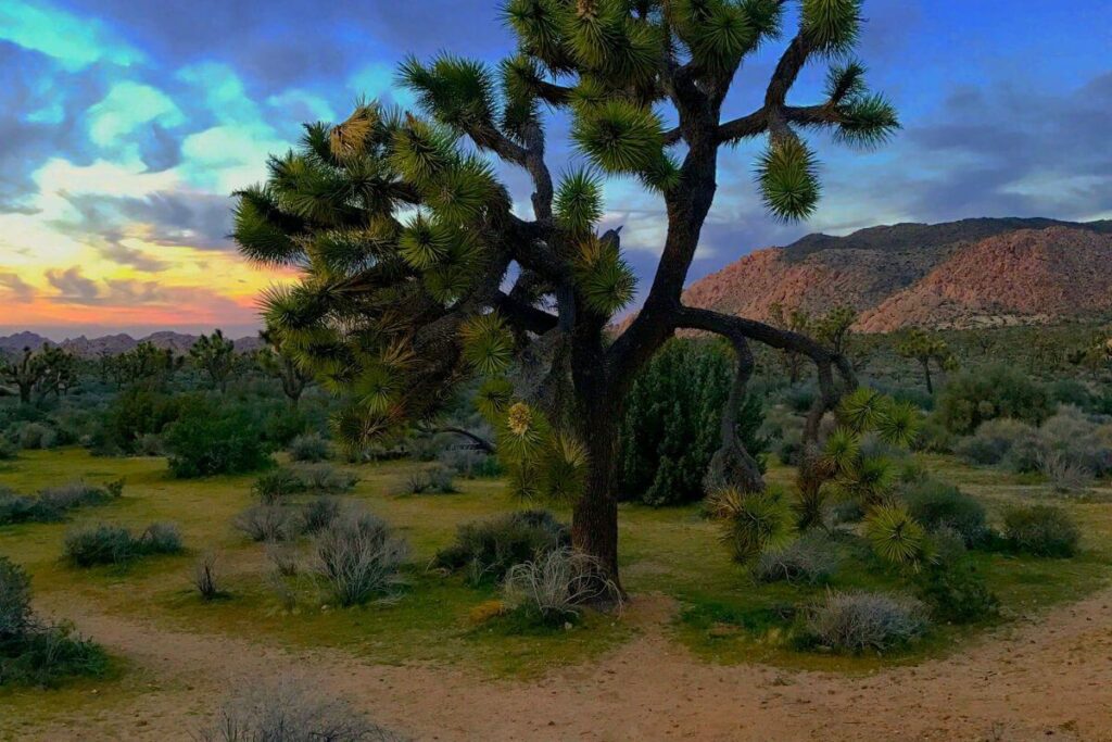 Desert Wildlife Safety Guide at rainy days arizona