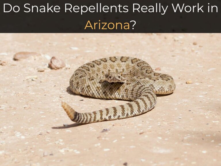 Do Snake Repellents Really Work in Arizona rattlesnake desert