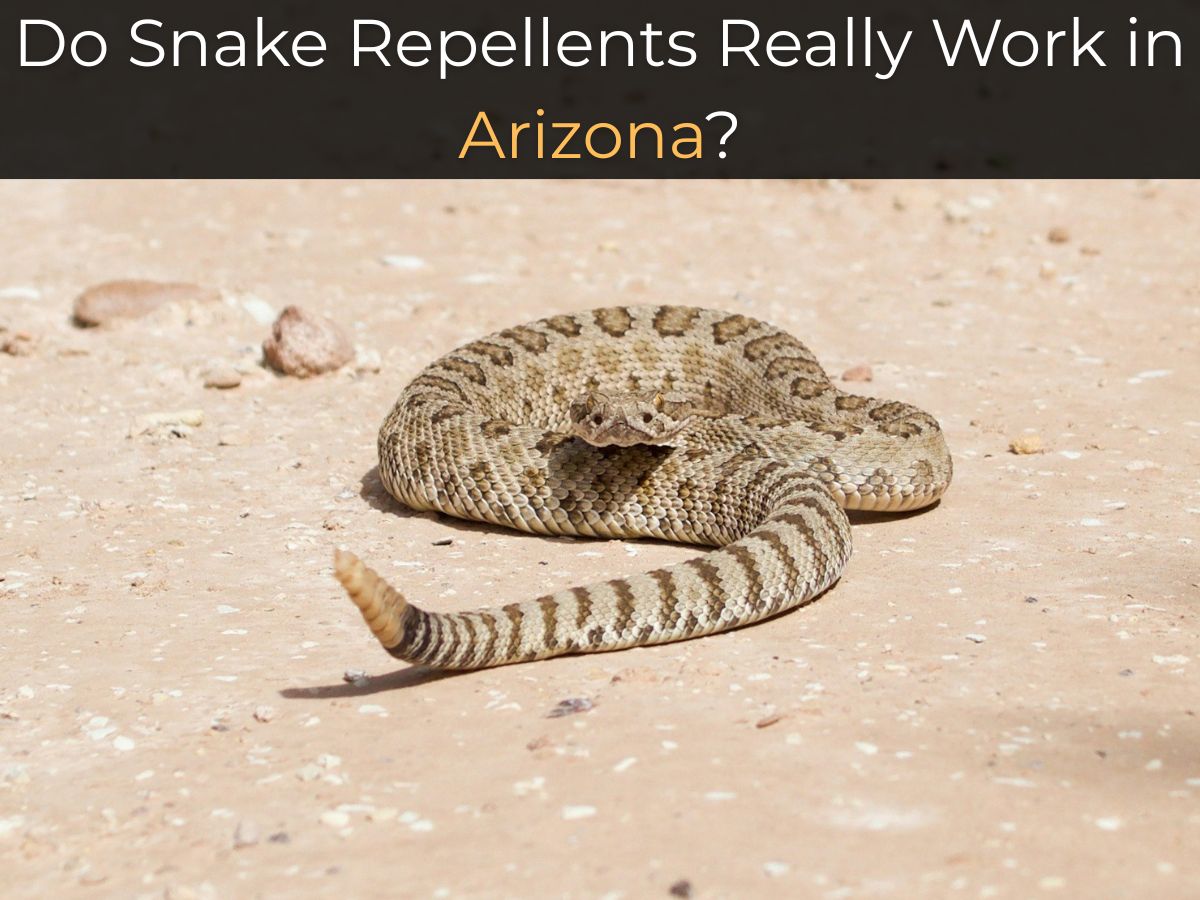 Do Snake Repellents Really Work in Arizona rattlesnake desert