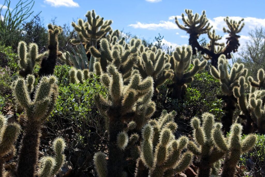 Do Snakes Actually Hide Inside Homes