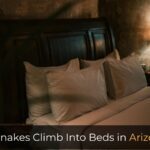 Do Snakes Climb Into Beds in Arizona at night