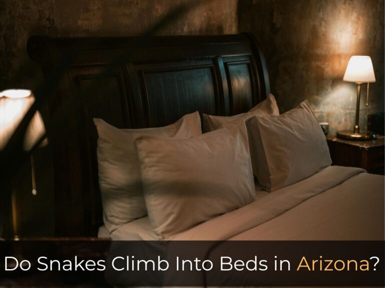 Do Snakes Climb Into Beds in Arizona at night