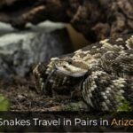 Do Snakes Travel in Pairs in Arizona