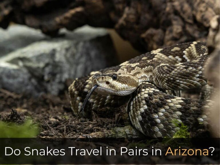 Do Snakes Travel in Pairs in Arizona