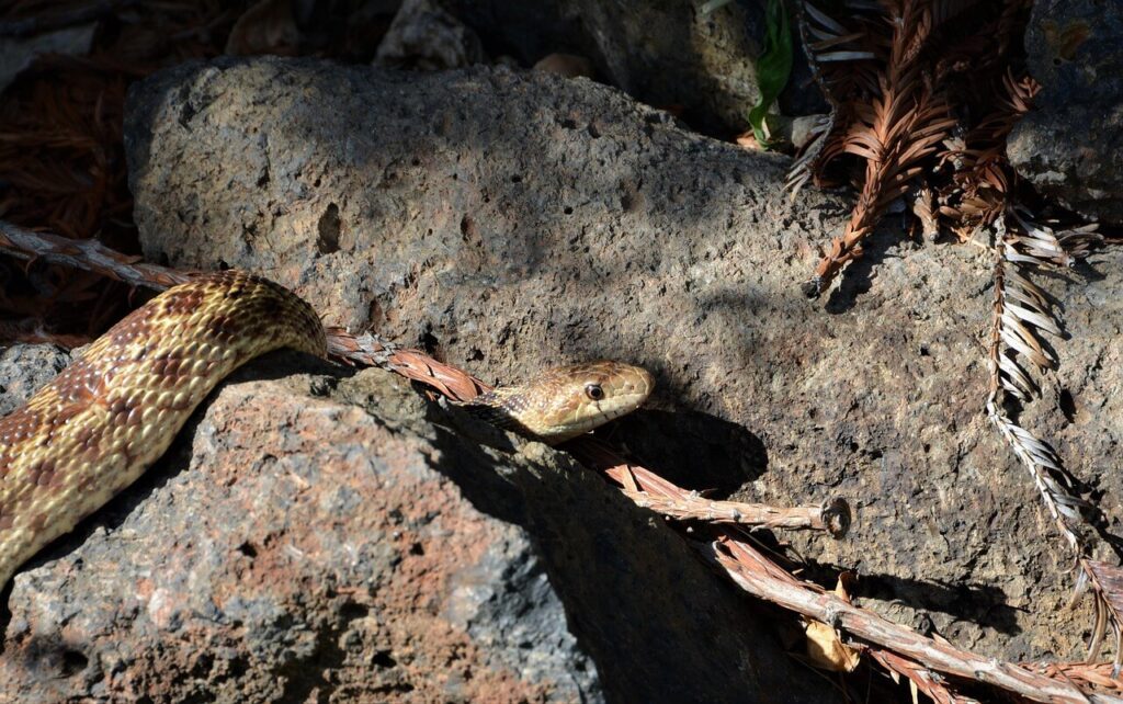 Gopher Snakes in arizona Scottsdale  in natural habitat