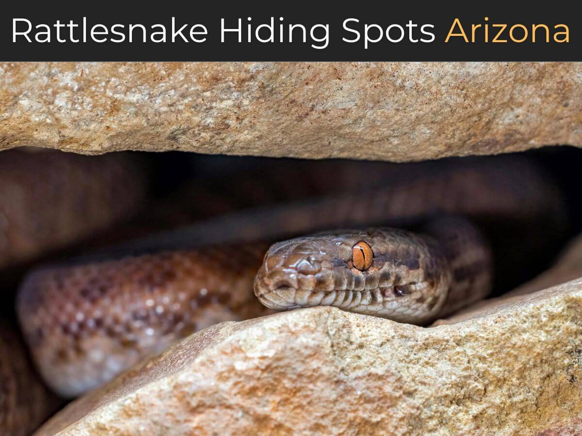 Rattlesnake Hiding Spots Arizona desert rock