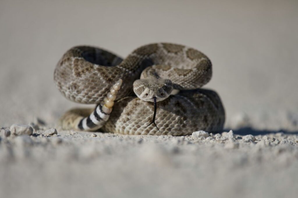 rattlesnake strike distance Arizona coiled snake ready to strike