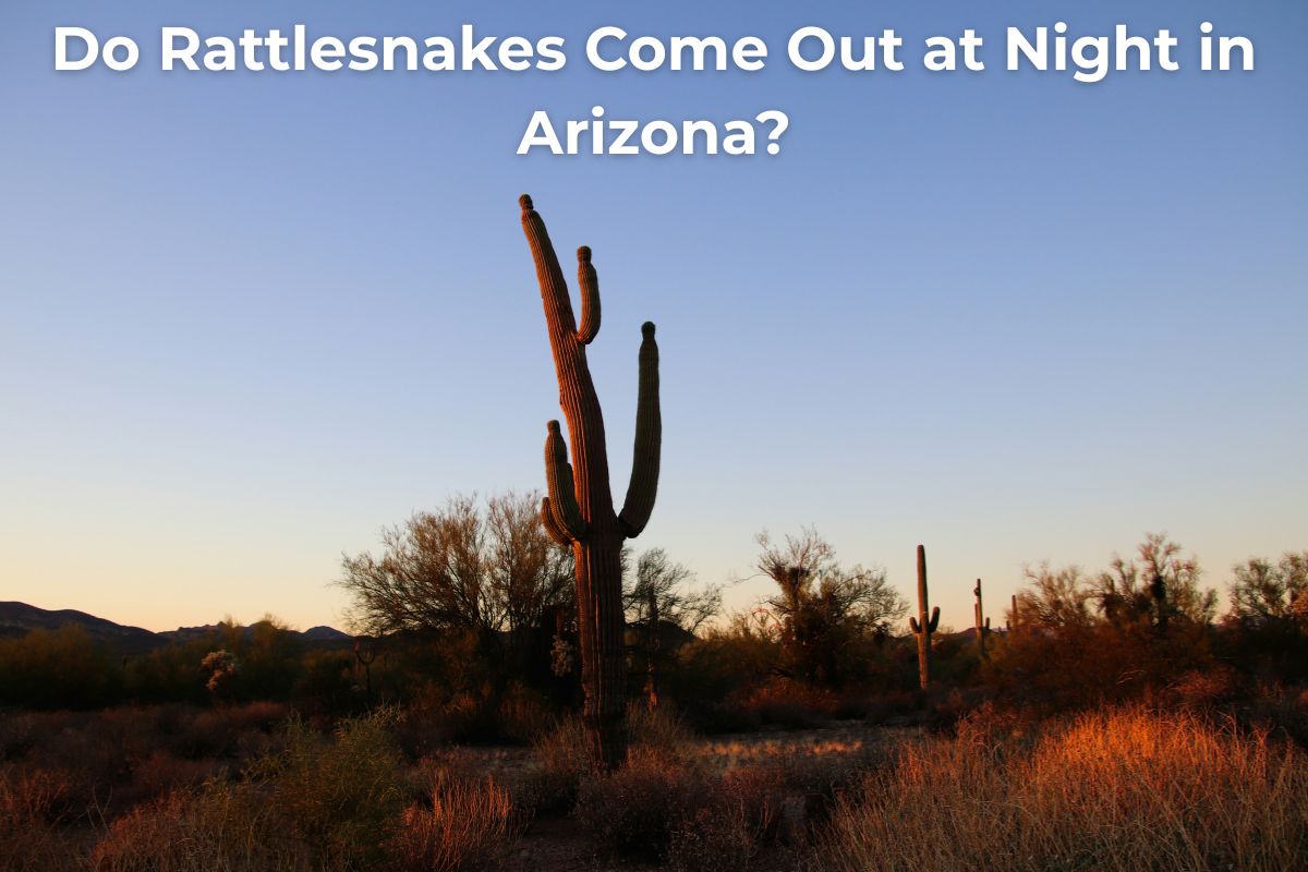 Rattlesnakes at mid night in Arizona cactus desert habitat