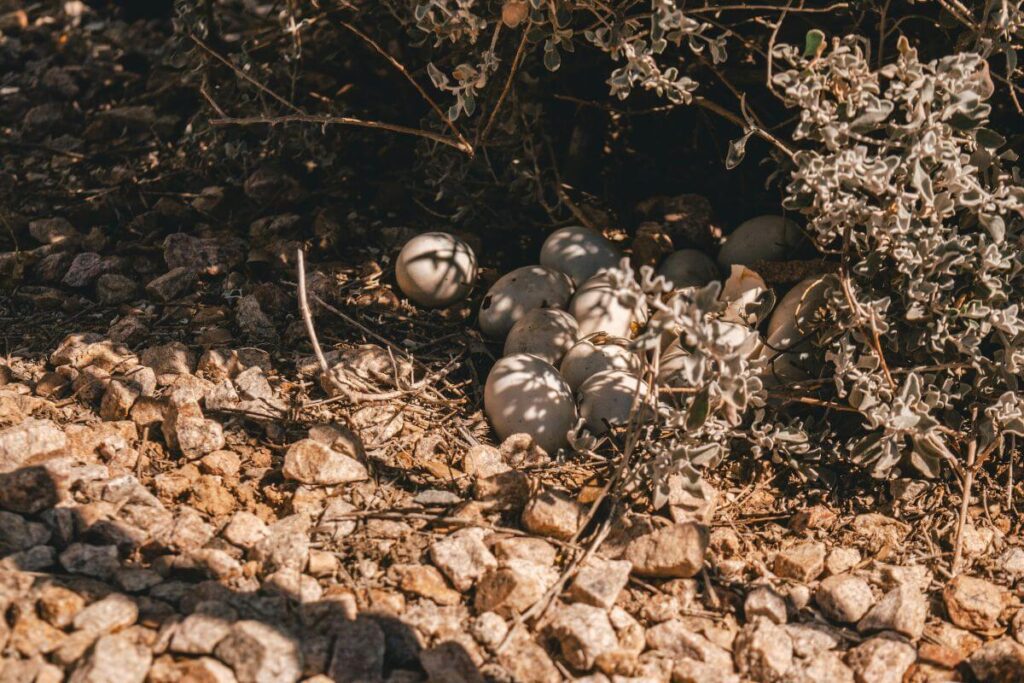 Rattlesnakes eggs in Chandler Arizona