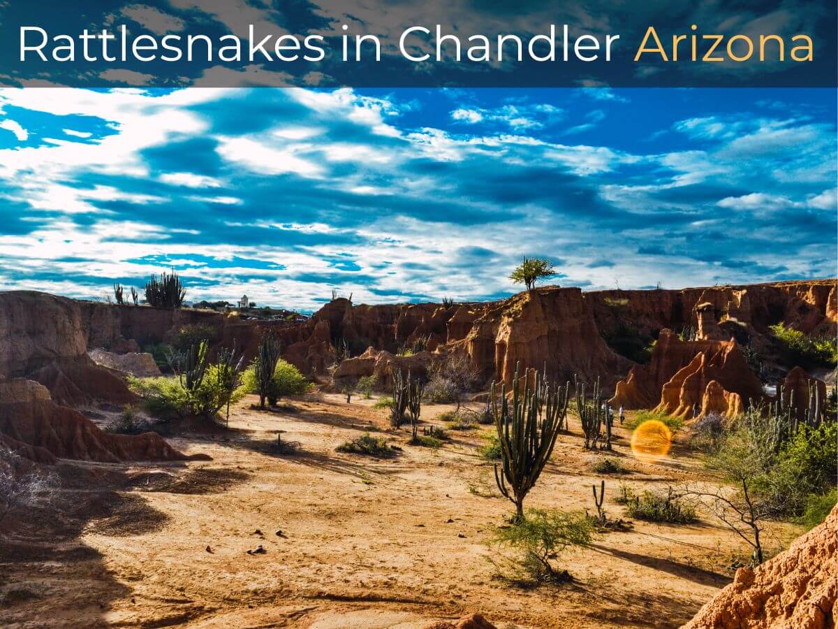 Rattlesnakes in Chandler Arizona
